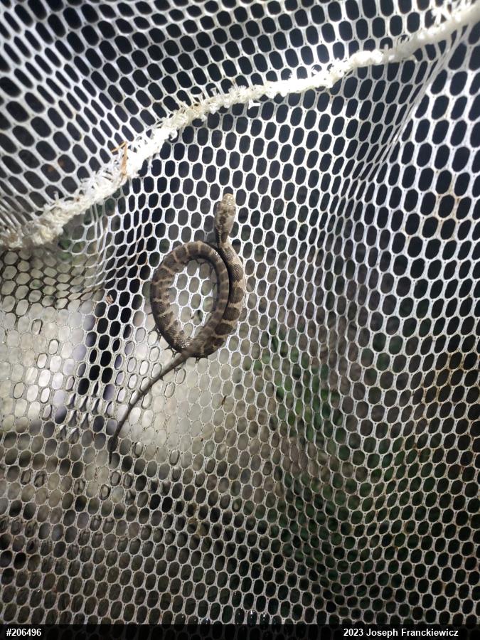 Northern Watersnake