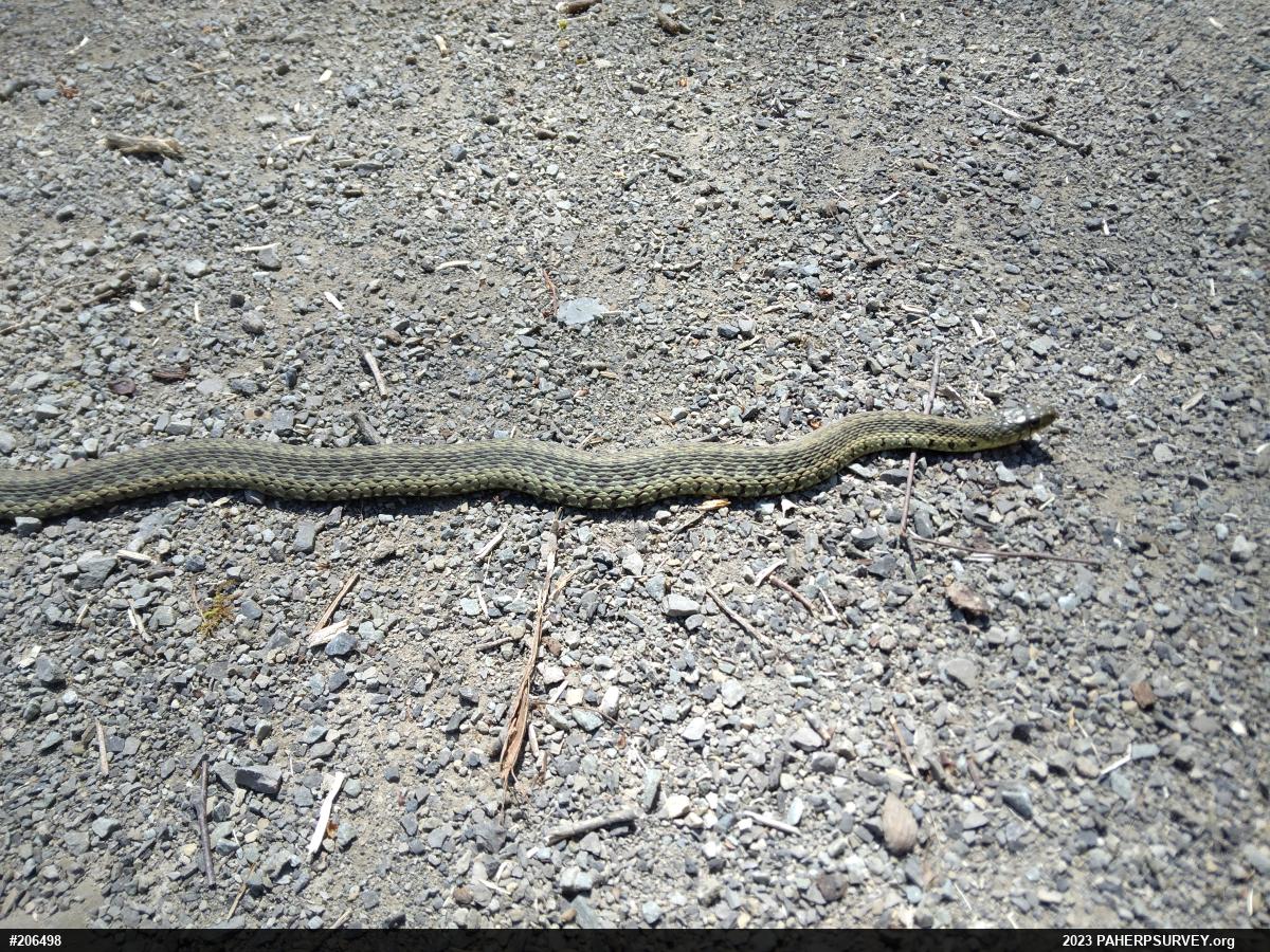 Eastern Gartersnake
