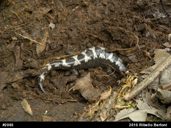 Marbled Salamander