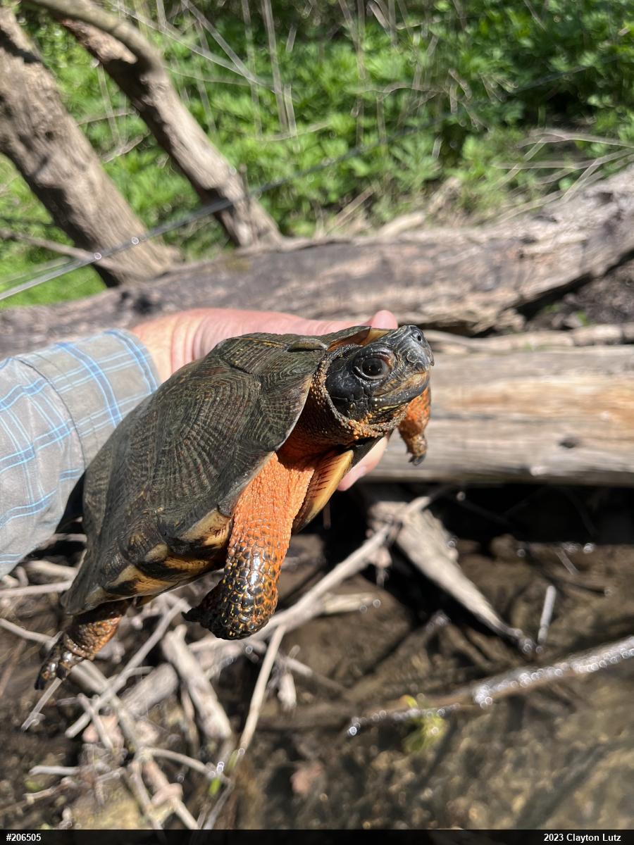 Wood Turtle