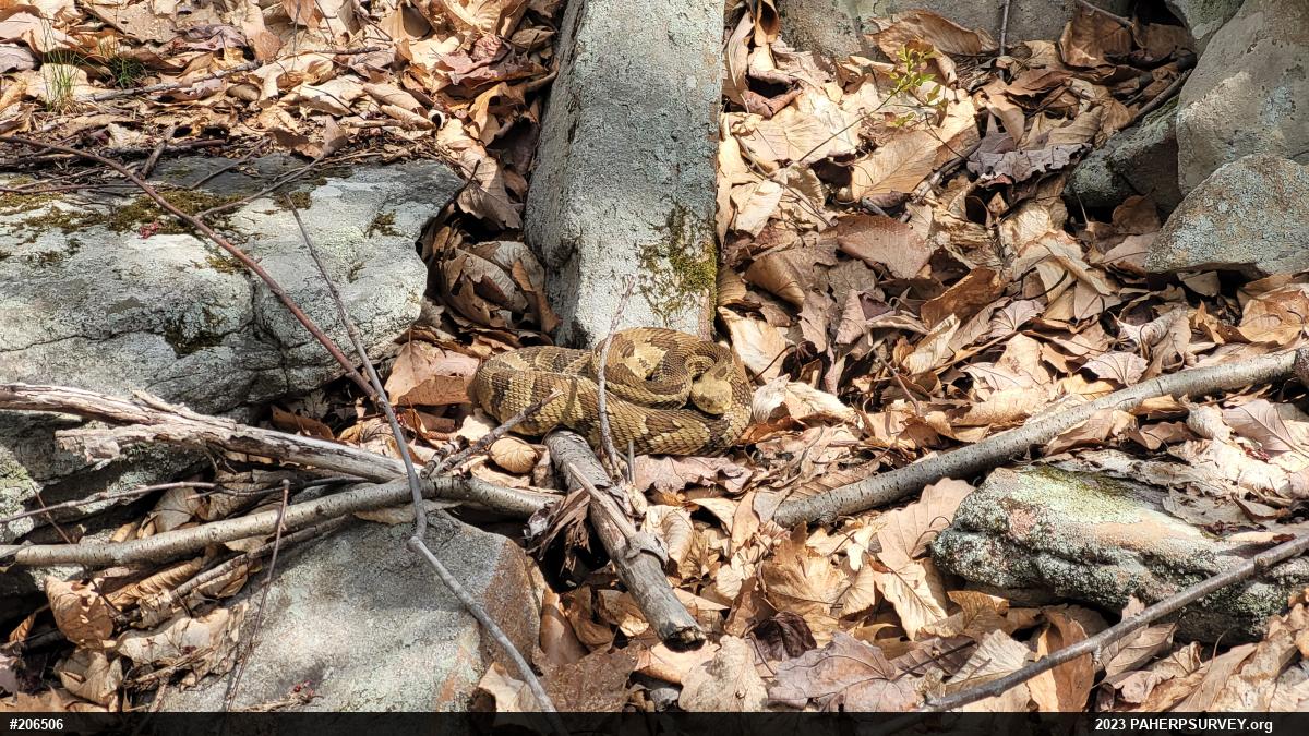 Timber Rattlesnake