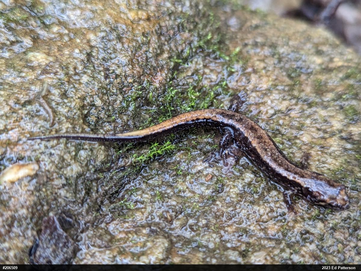 Allegheny Mountain Dusky Salamander