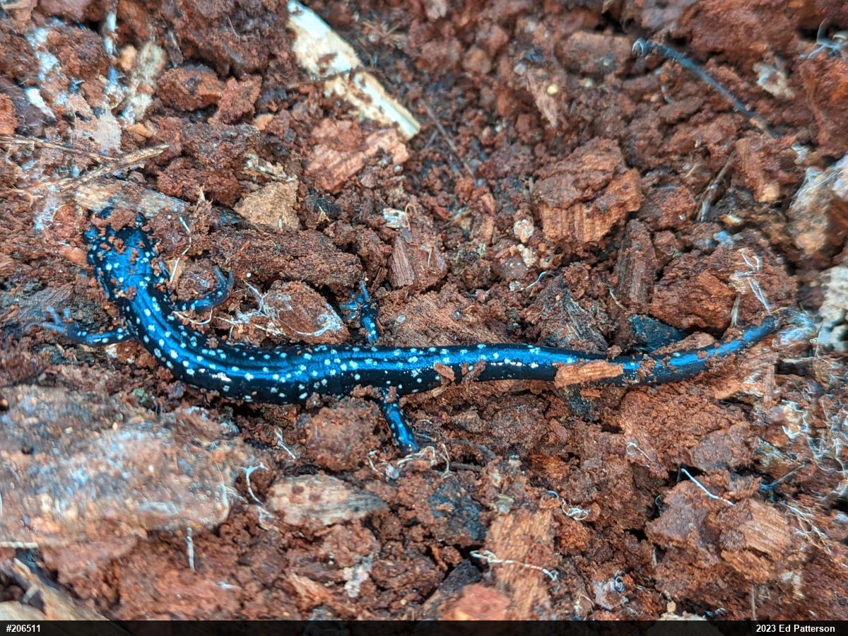 Northern Slimy Salamander