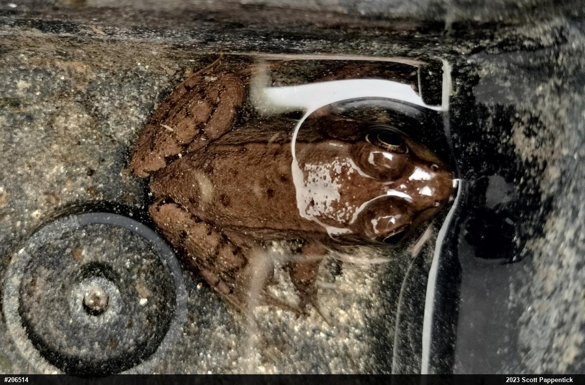Green Frog