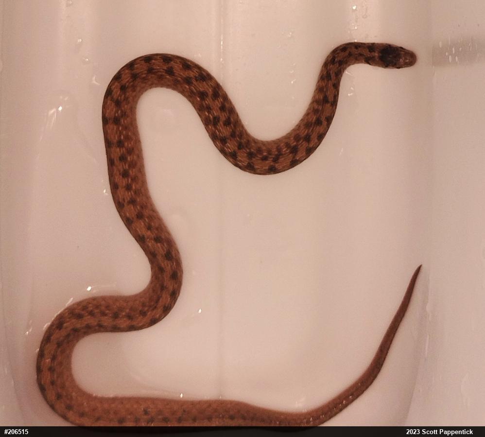 Dekay's Brownsnake
