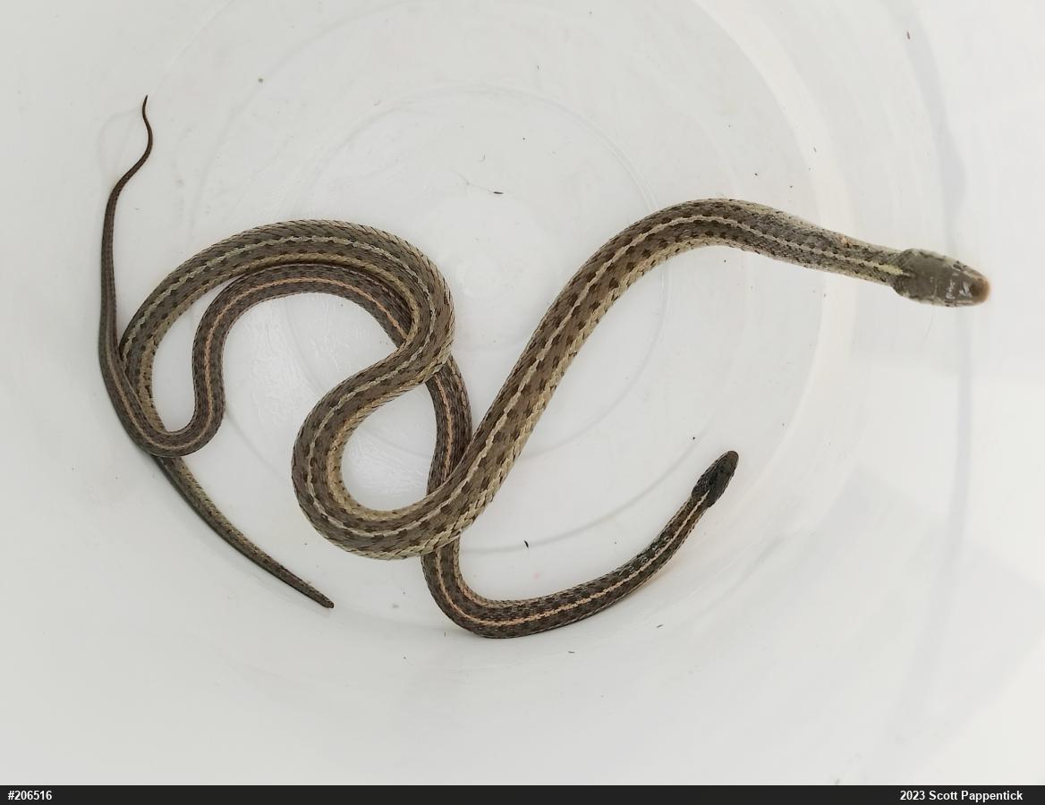 Eastern Gartersnake
