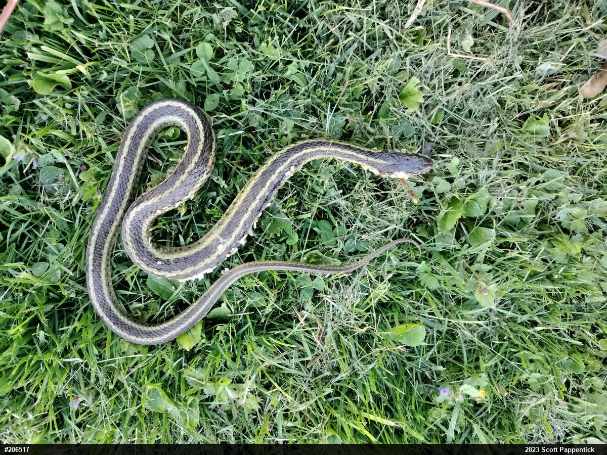 Eastern Gartersnake