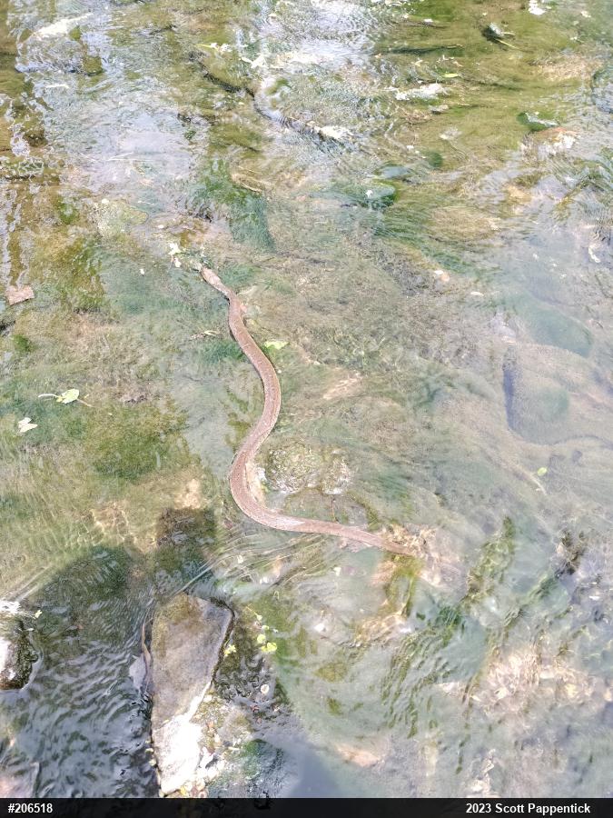 Northern Watersnake