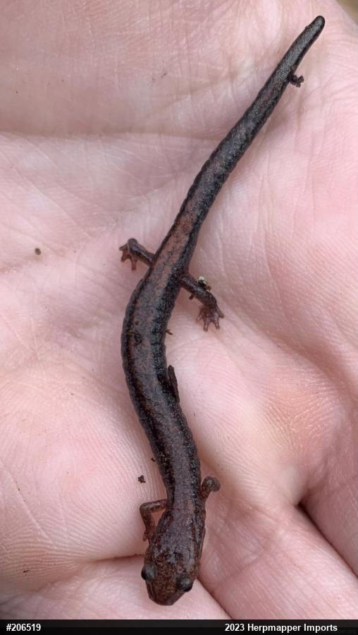 Eastern Red-backed  Salamander