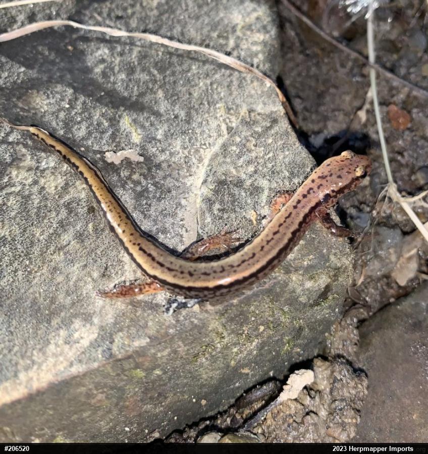 Northern Two-lined Salamander