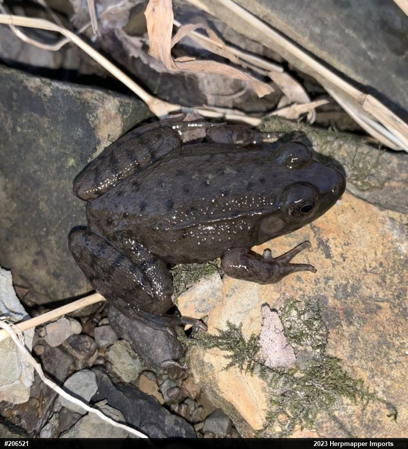 Green Frog