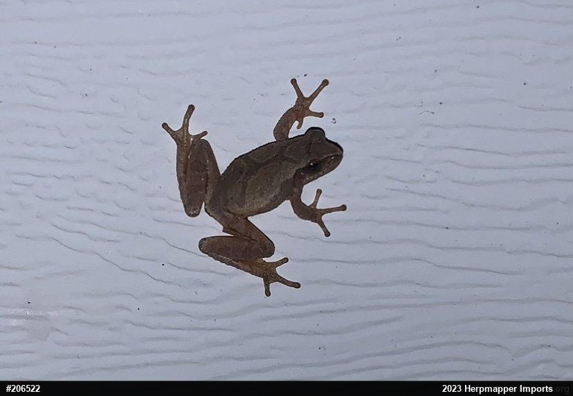 Spring Peeper