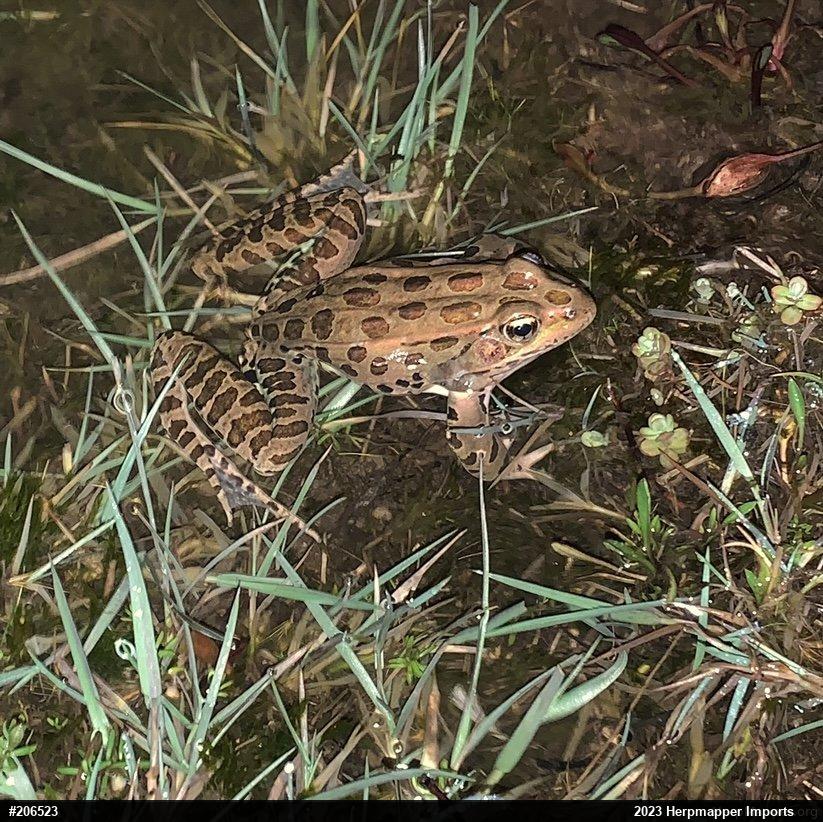 Northern Leopard Frog