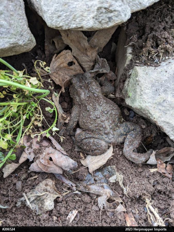 Eastern American Toad