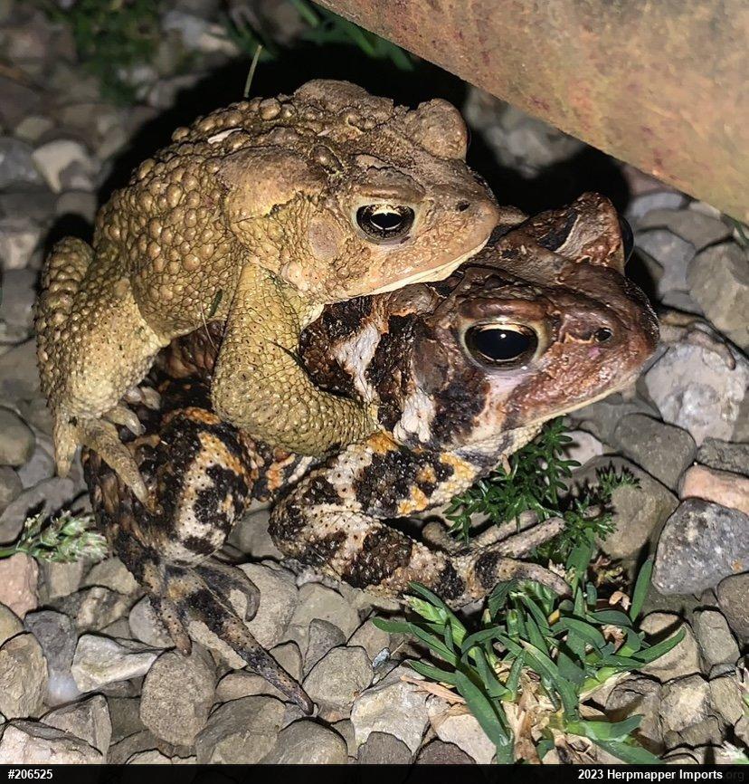 Eastern American Toad