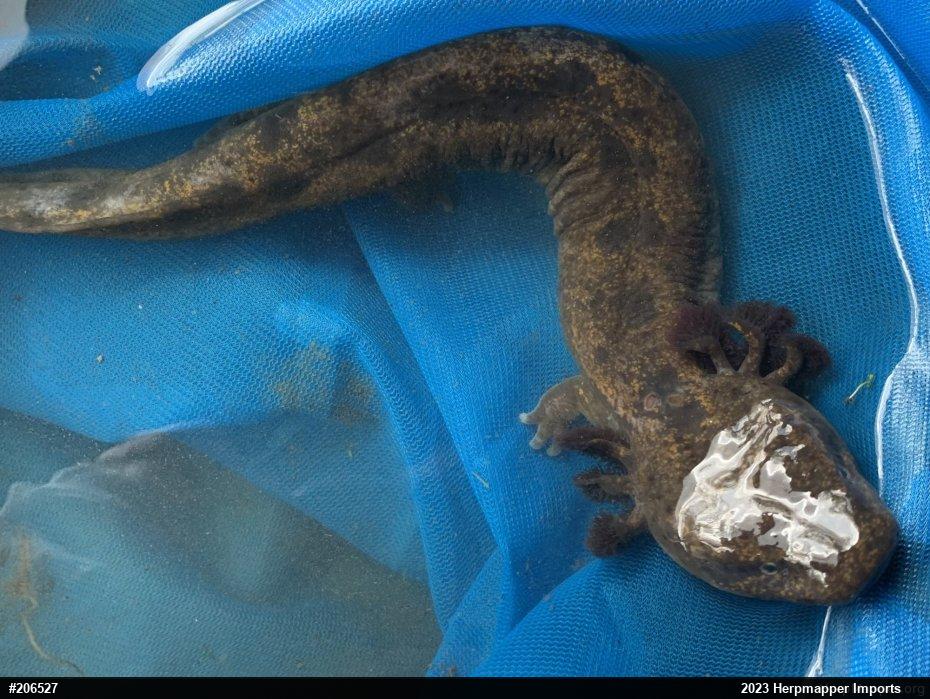 Common Mudpuppy
