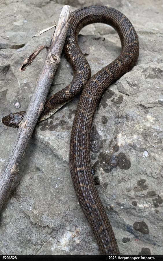 Northern Watersnake