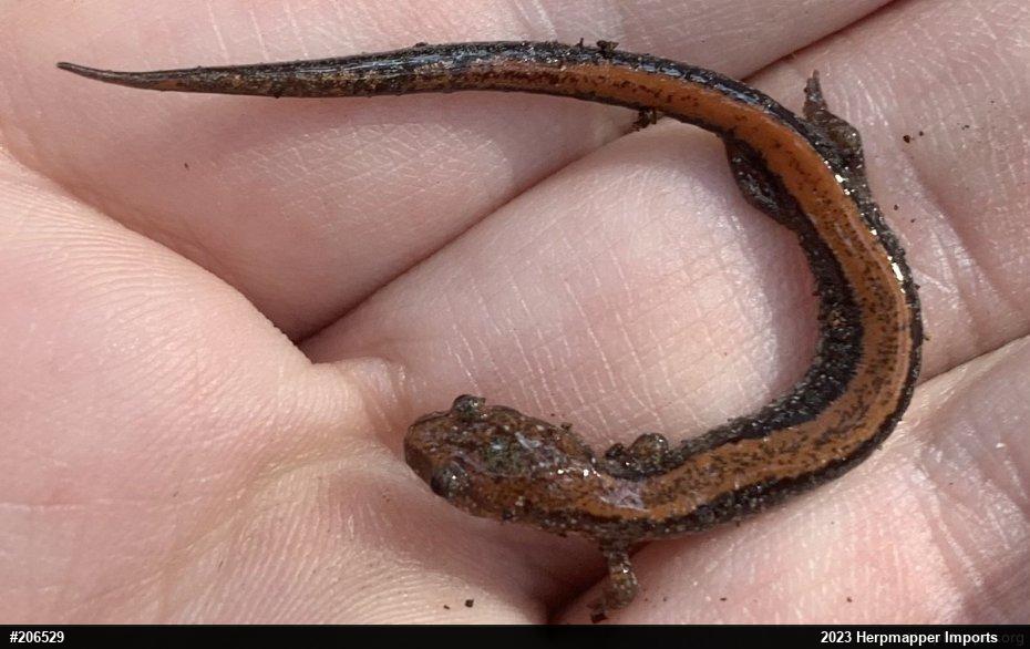 Eastern Red-backed  Salamander