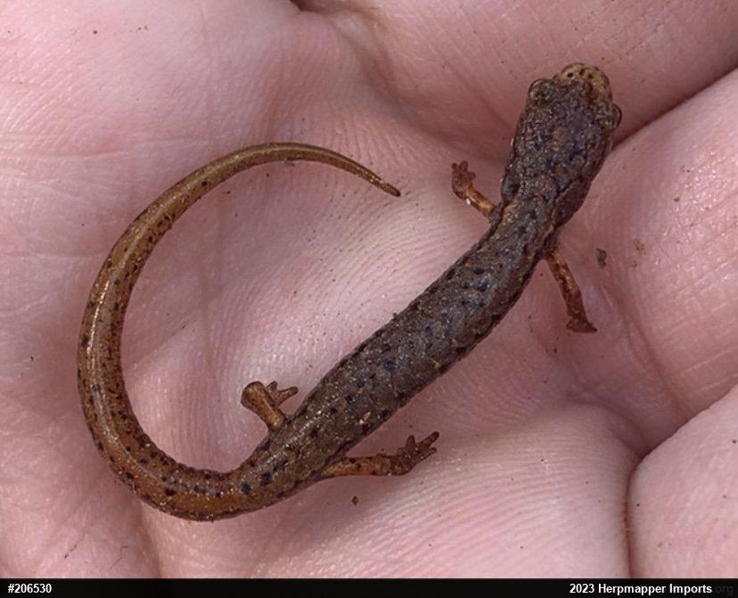 Four-toed Salamander