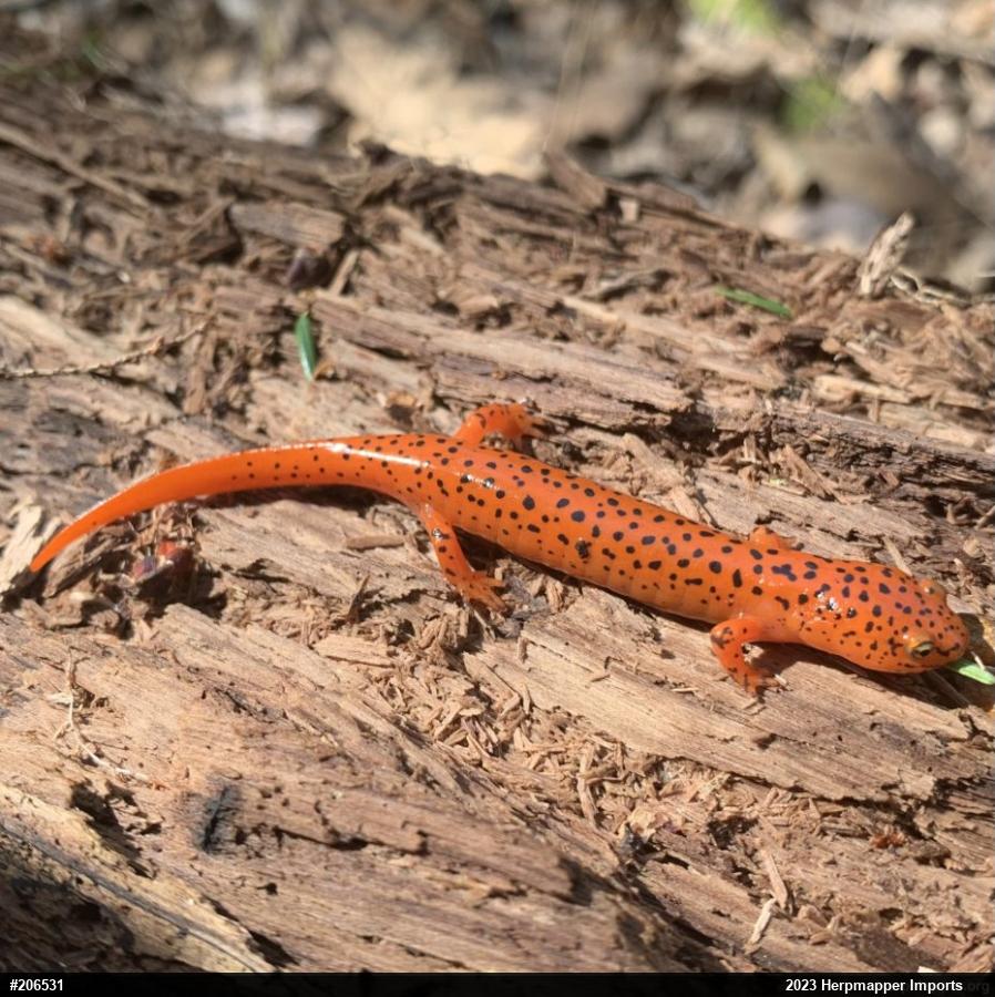 Northern Red Salamander