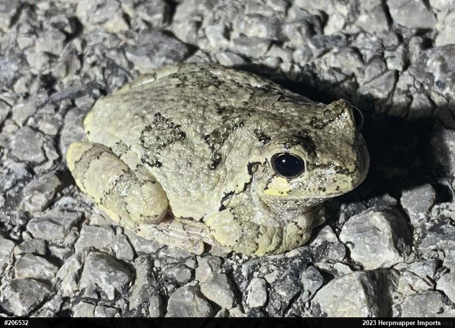 Unknown Gray Treefrog
