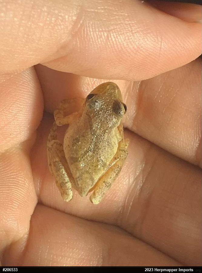 Spring Peeper