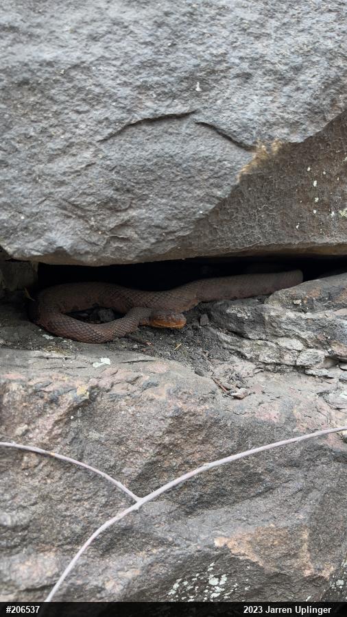 Northern Copperhead