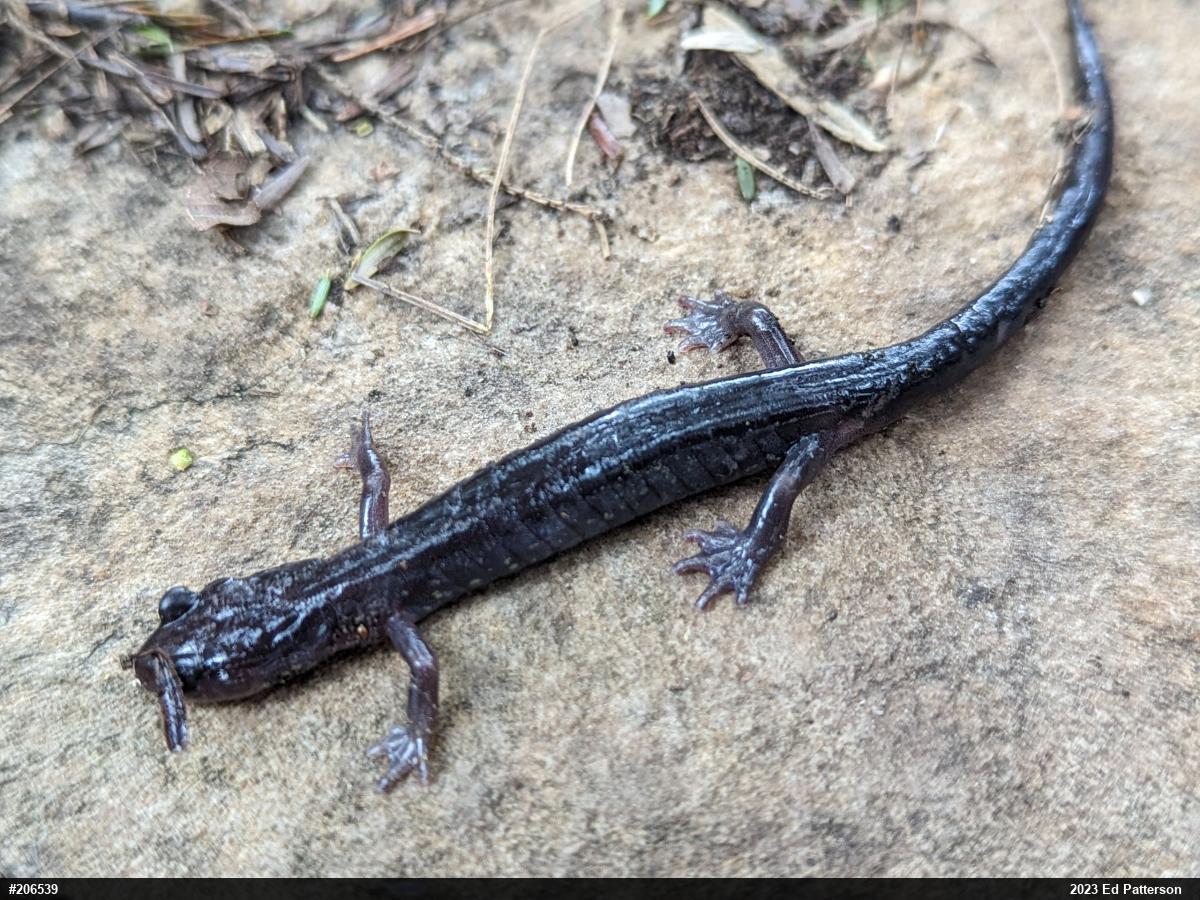 Wehrle's Salamander