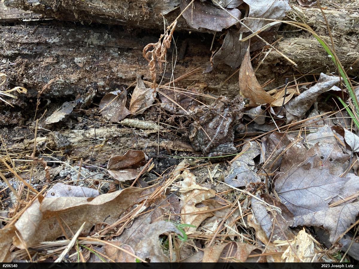 Eastern American Toad