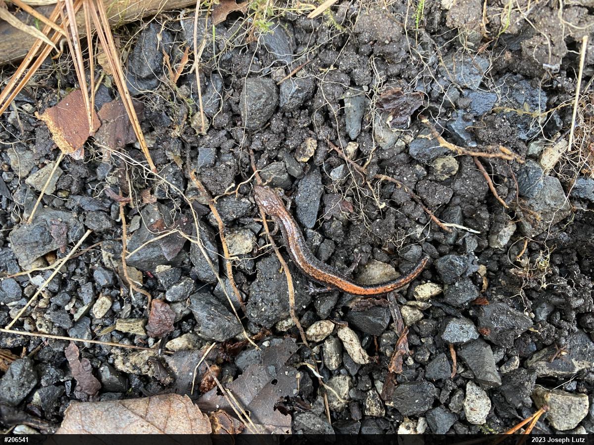 Eastern Red-backed  Salamander
