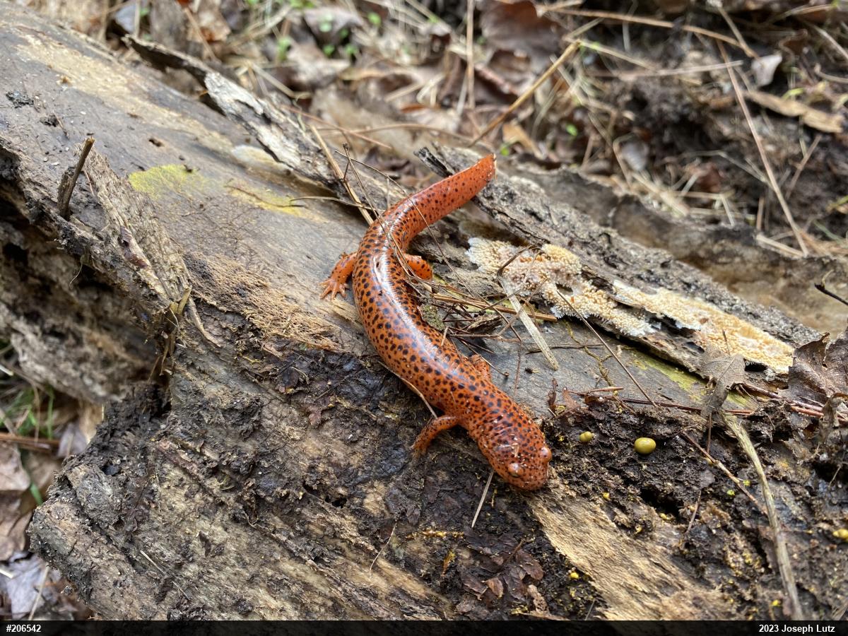 Northern Red Salamander