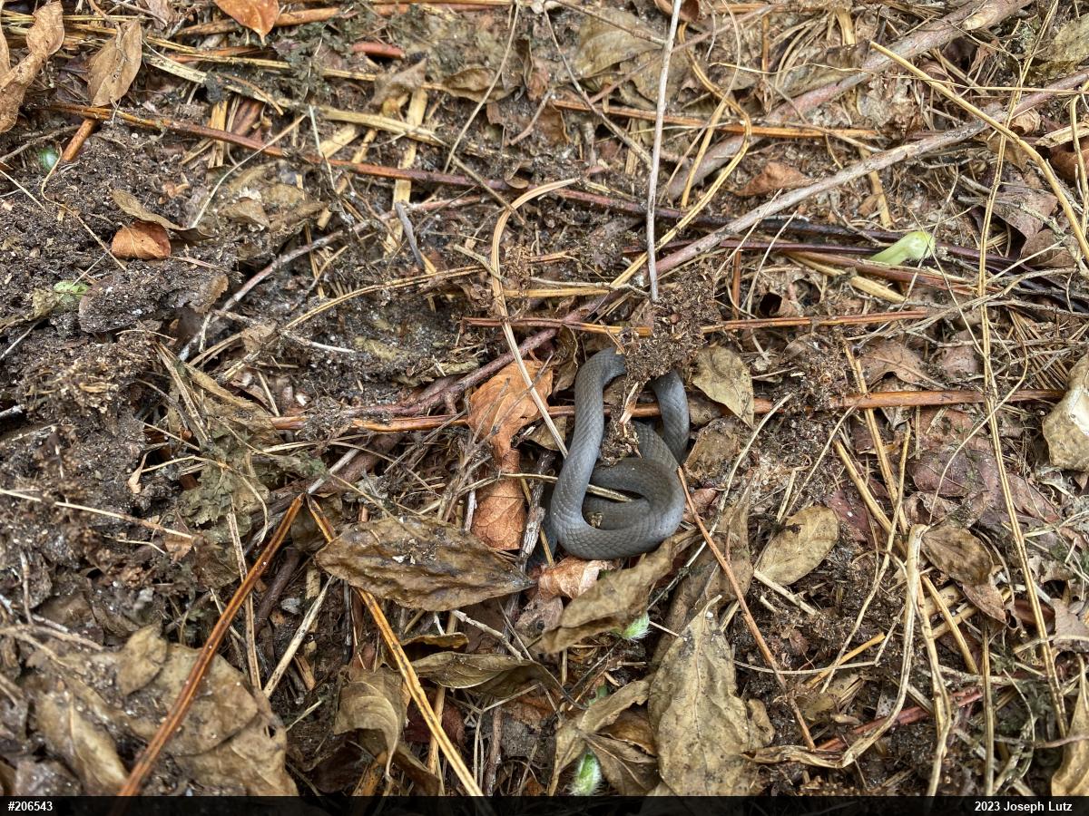 Northern Ring-necked Snake