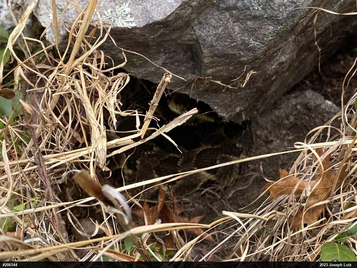 Timber Rattlesnake