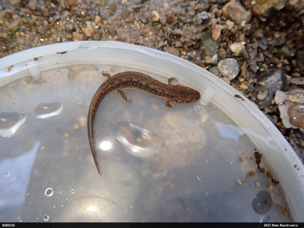 Northern Two-lined Salamander
