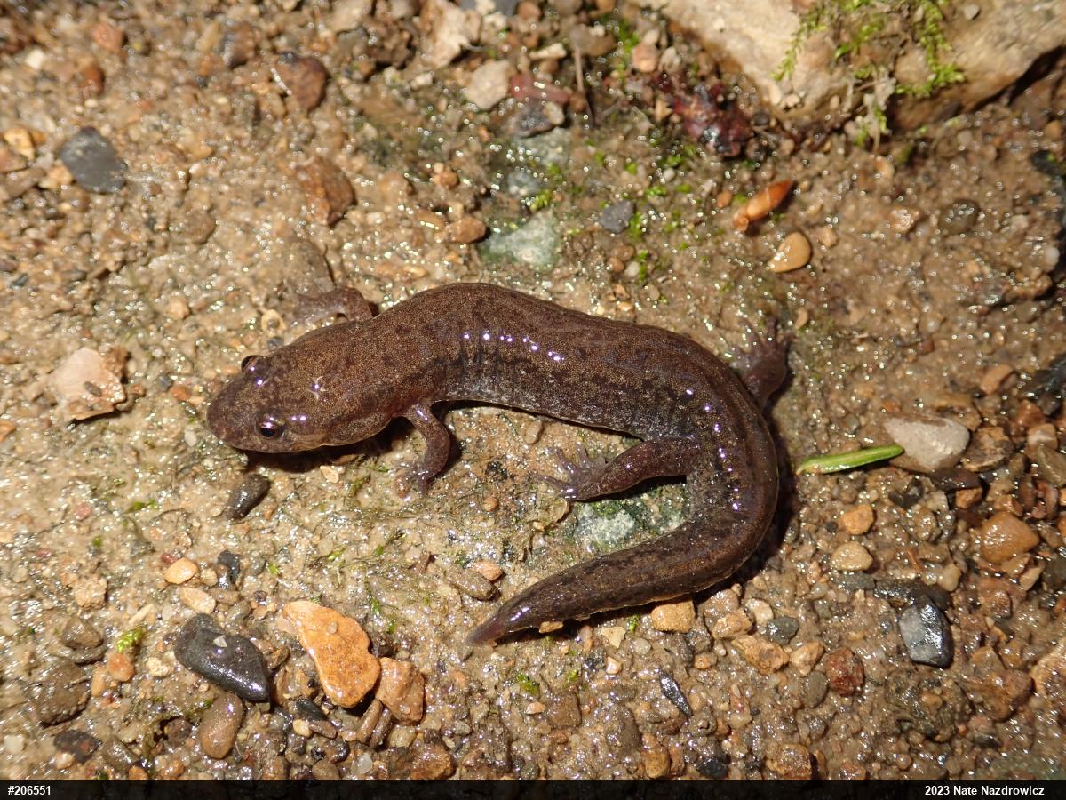 Northern Dusky Salamander