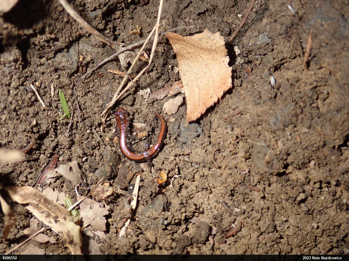 Eastern Red-backed  Salamander