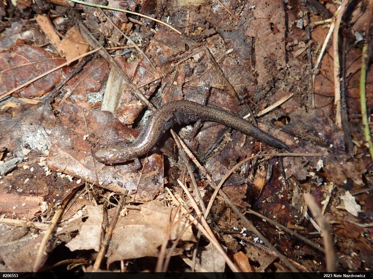 Eastern Red-backed  Salamander
