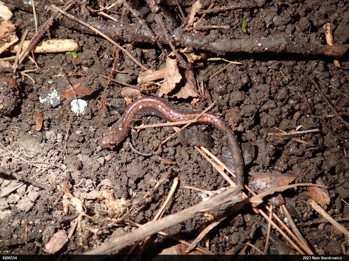 Eastern Red-backed  Salamander