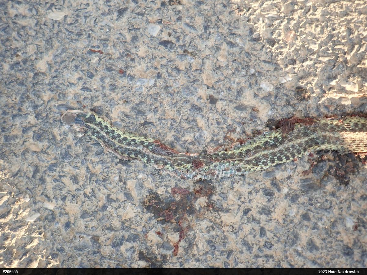 Eastern Gartersnake