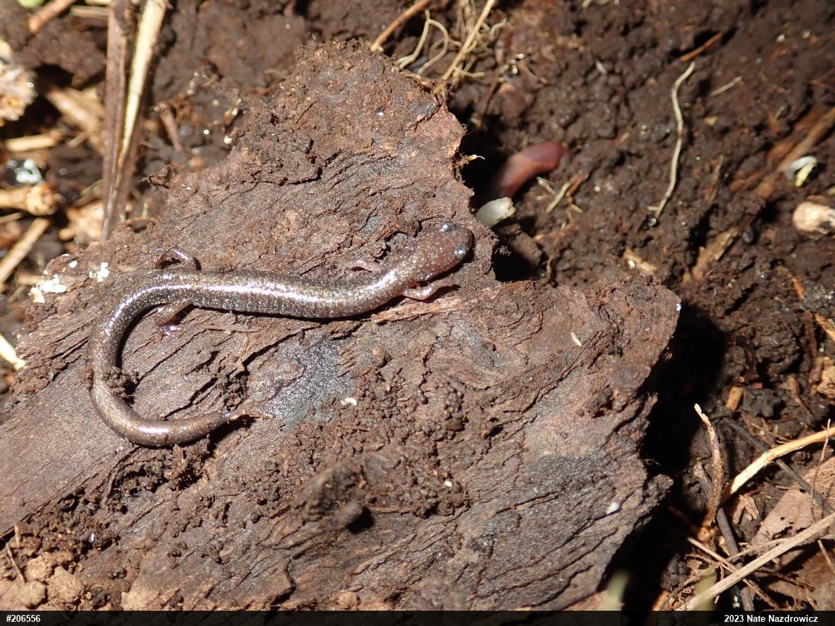 Eastern Red-backed  Salamander