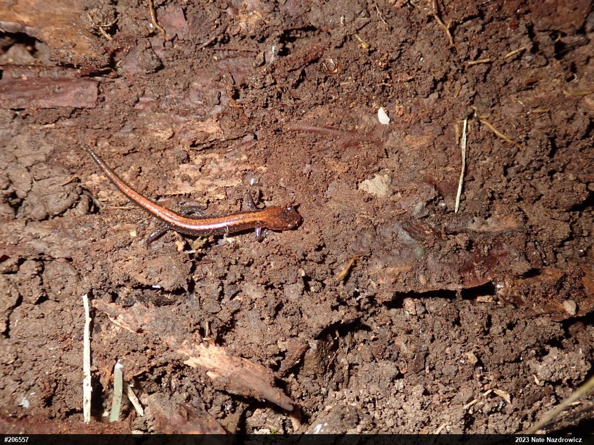 Eastern Red-backed  Salamander