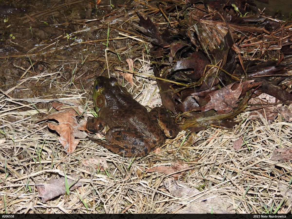 American Bullfrog