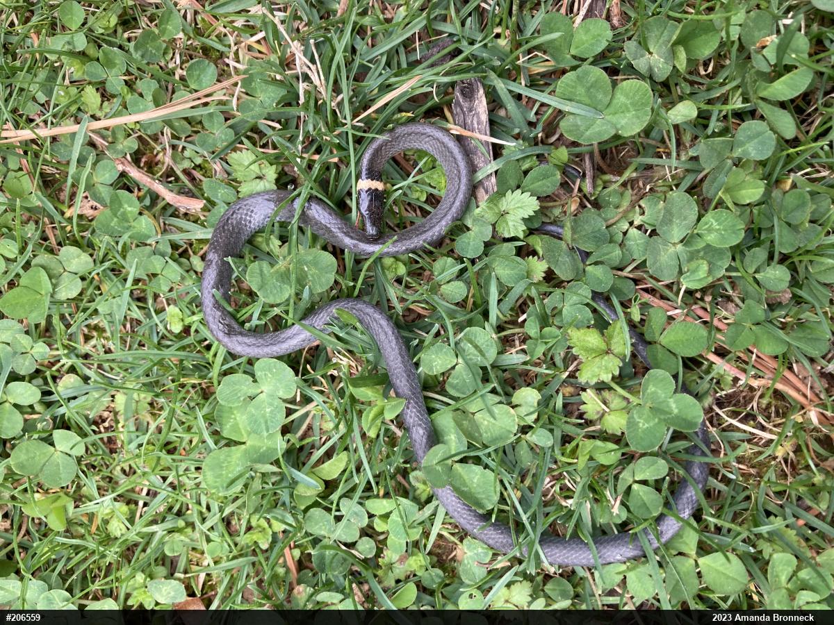 Northern Ring-necked Snake