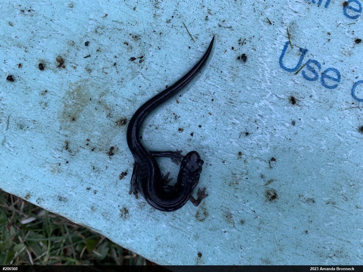 Wehrle's Salamander