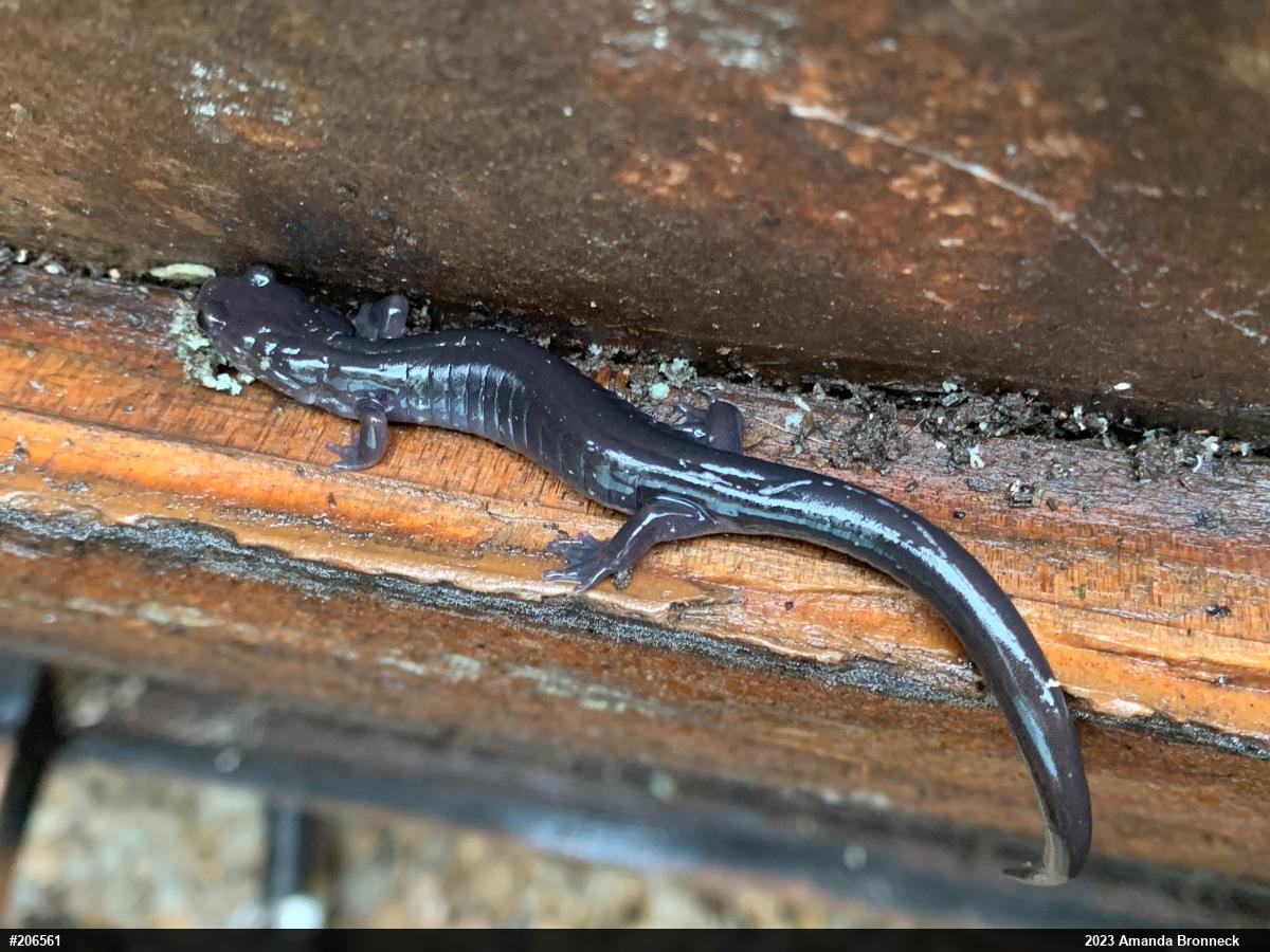 Wehrle's Salamander