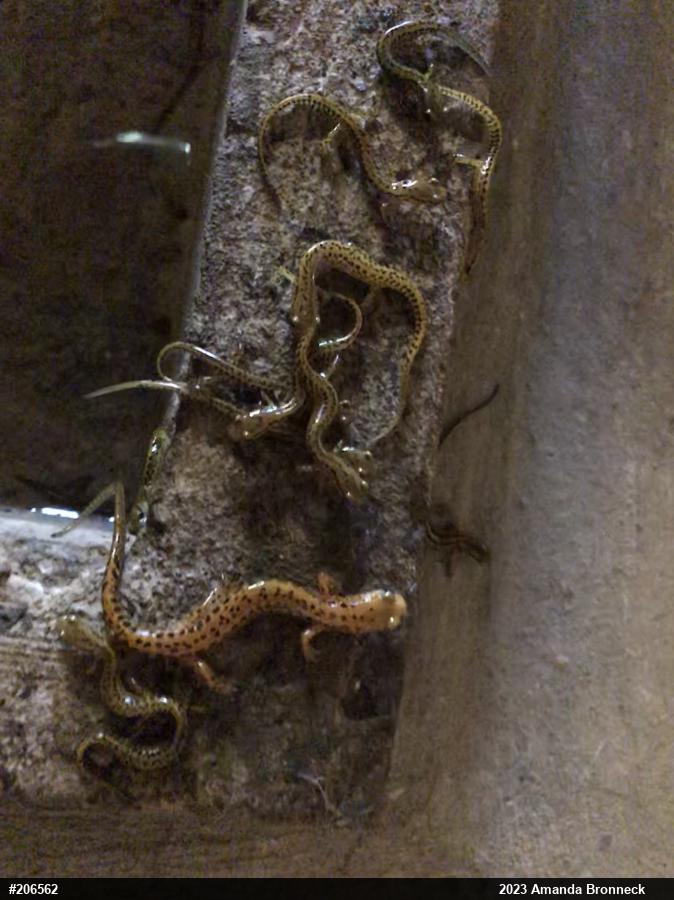 Eastern Long-tailed Salamander