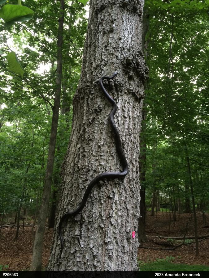 Eastern Ratsnake