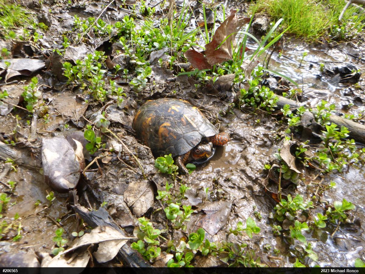 Eastern Box Turtle