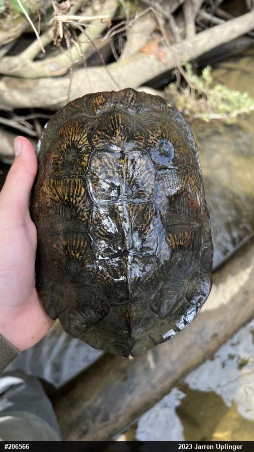 Wood Turtle