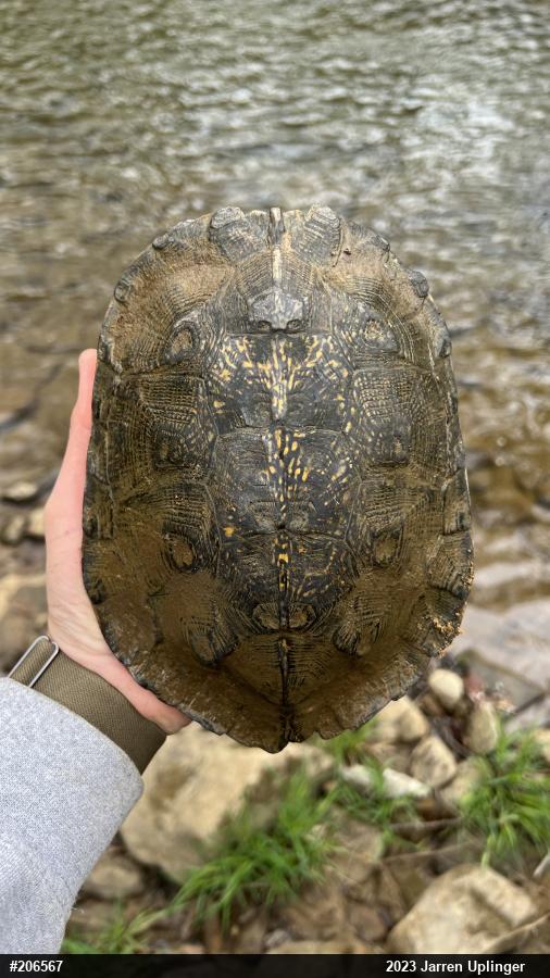 Wood Turtle